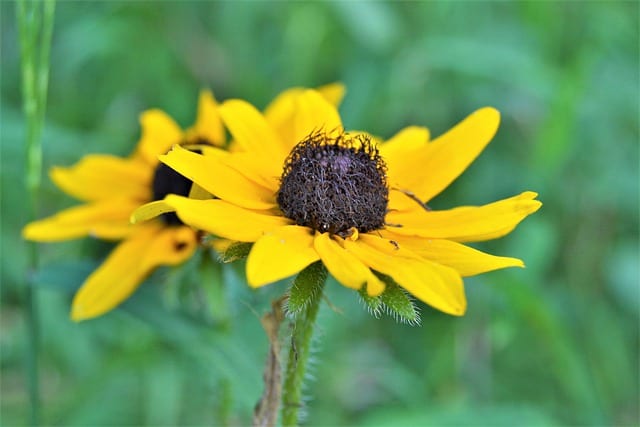 Black Eyed Susan Flower Perennials - Alathomas / Pixabay