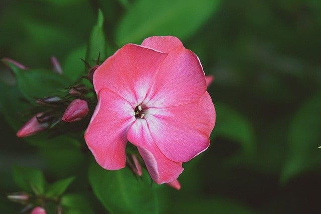 Phlox Flower Flower Flame Plant  - Nowaja / Pixabay