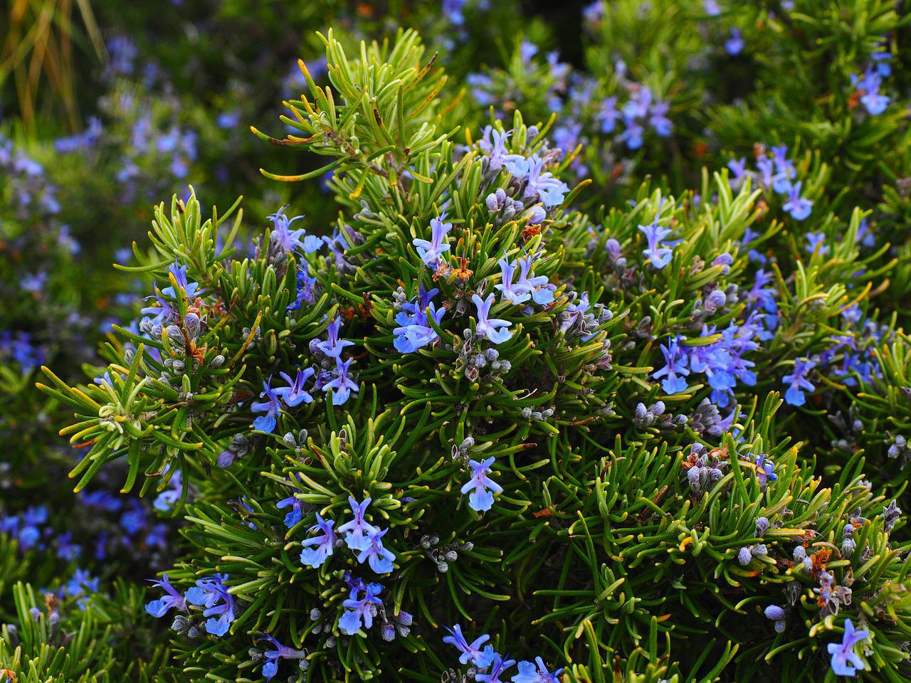 Rosemary Repels Mosquitoes Photo by Hans