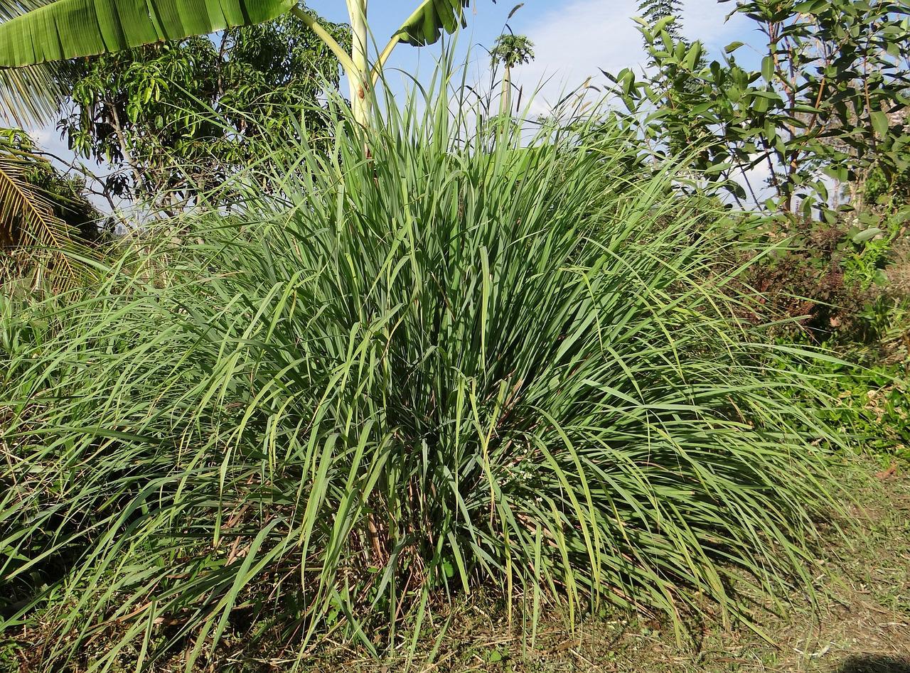 Citronella Photo by sarangib