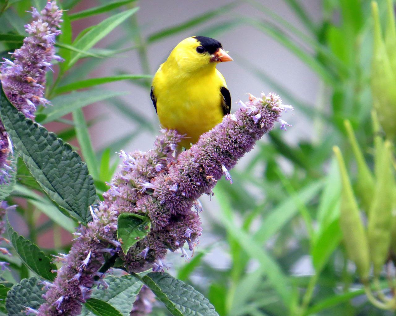 Agastache Cana Repels Mosquitoes Photo by edmcdonald