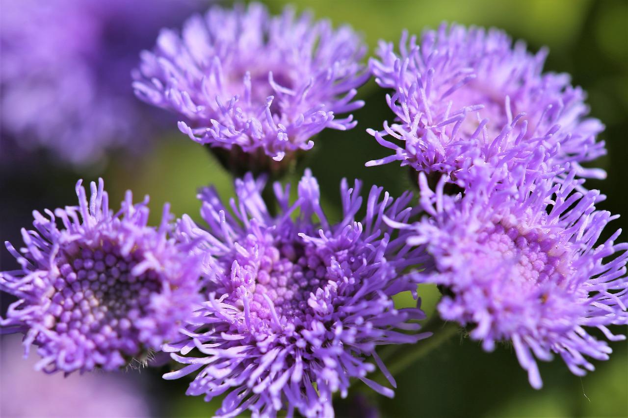 Ageratum Repels Mosquitoes Photo by GoranHPhoto by GoranH