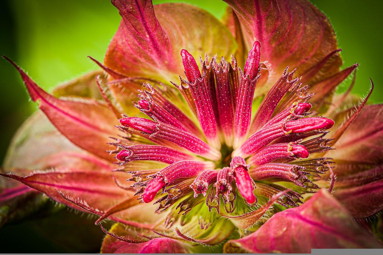 Horsemint Repels Mosquitoes Photo by Mikeperu