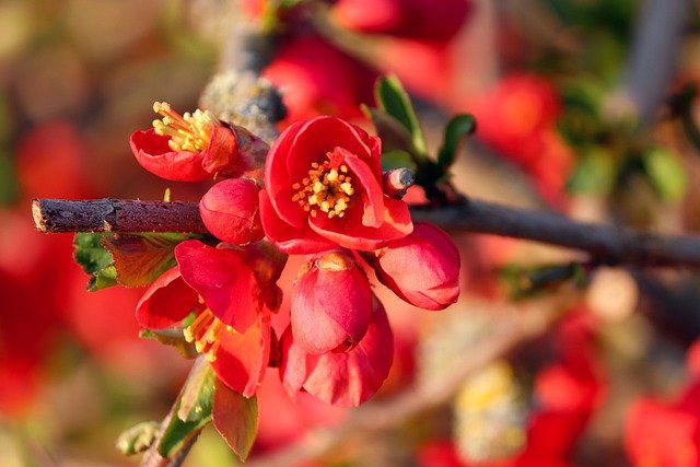 Something About Flowering Quinces