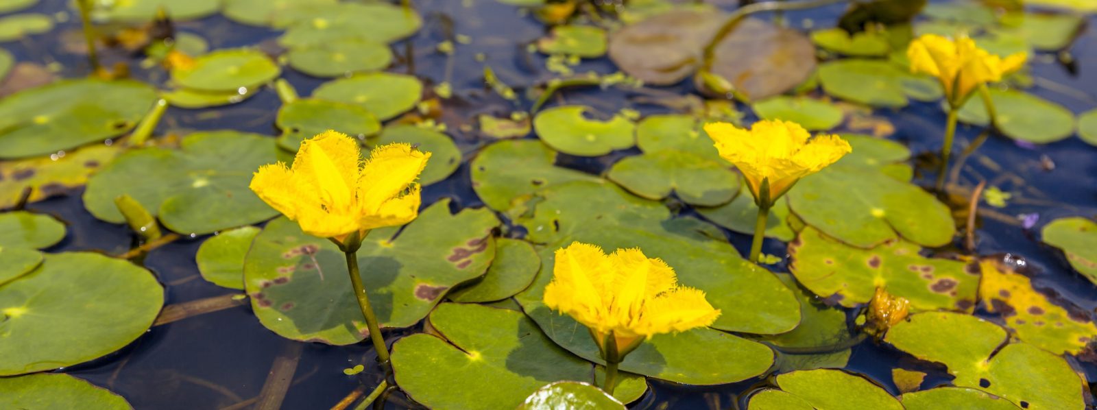 Yellow Floating Heart