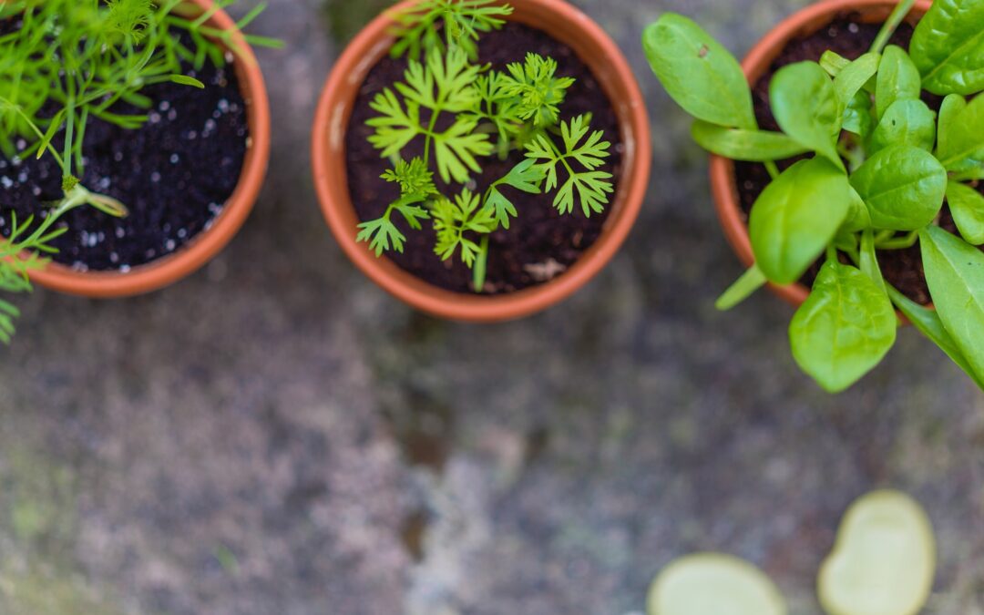 Container gardening three green leaf potted vegetables