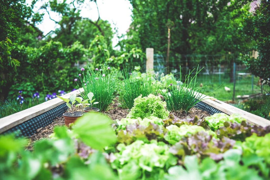 home garden green plants on black metal train rail during daytime