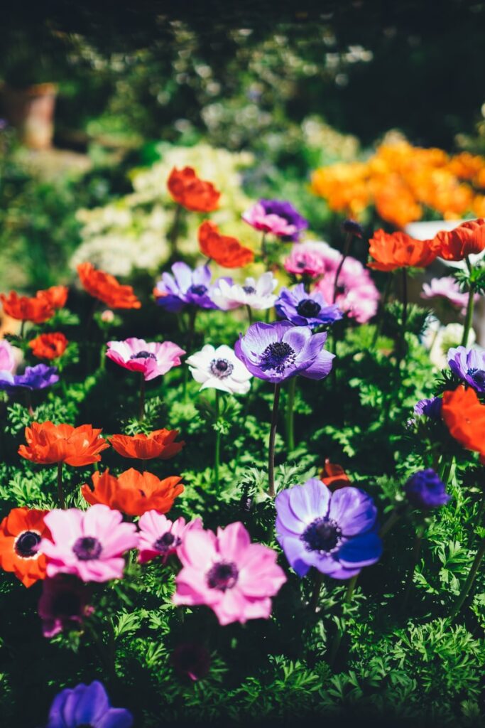 gardening assorted flowers in shallow focus lens