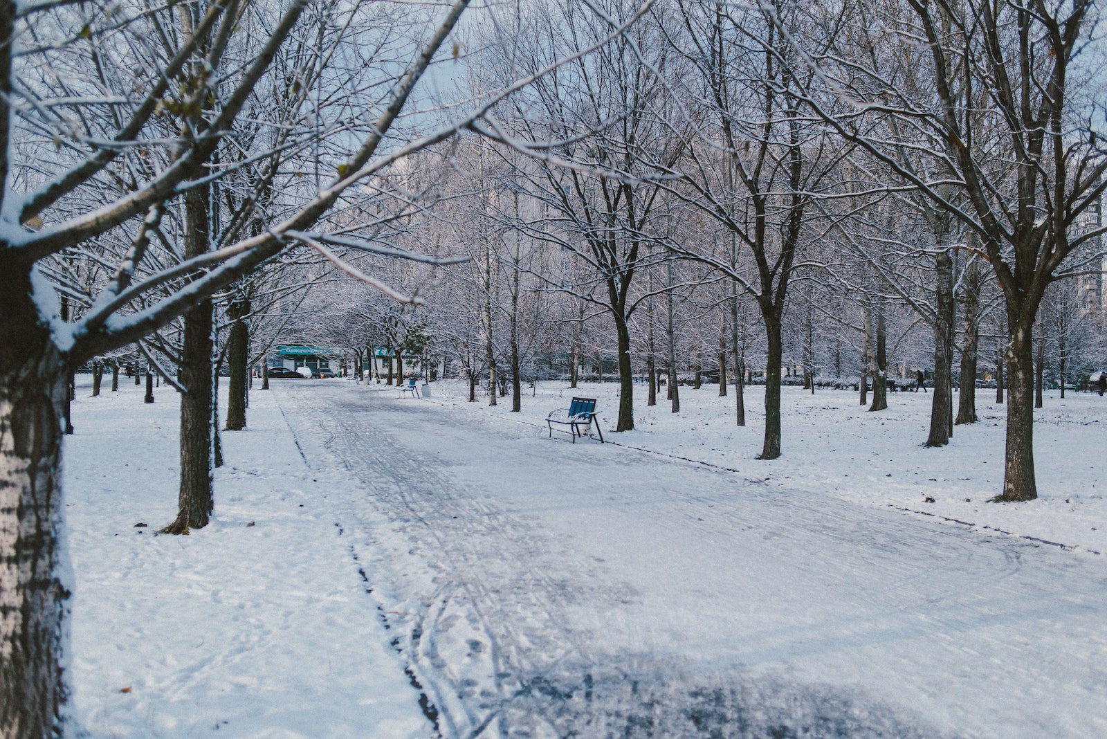 Walkway between dry trees in winter park