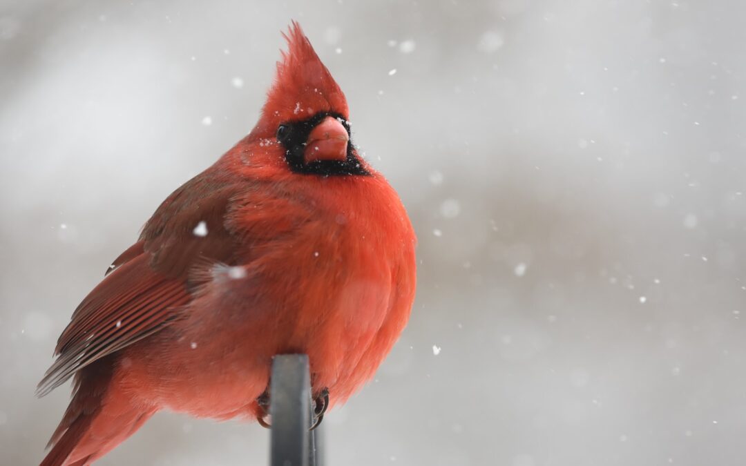new year for landscaping red cardinal perching on black metal bar