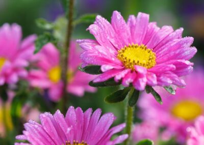 Asters in a garden