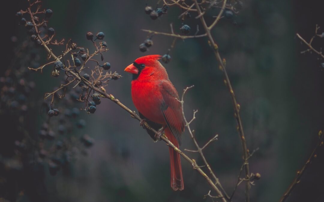A cardinal in the springtime