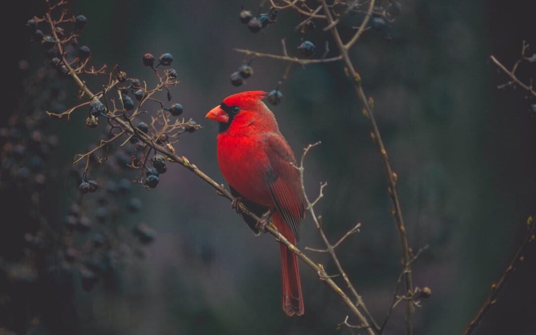 February Landscaping Tips for a Vibrant Spring