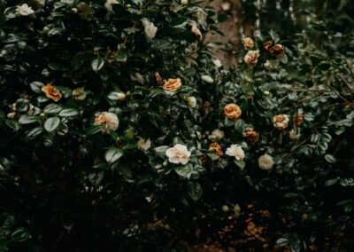 Camellia (Camellia japonica) - Photo by Annie Spratt