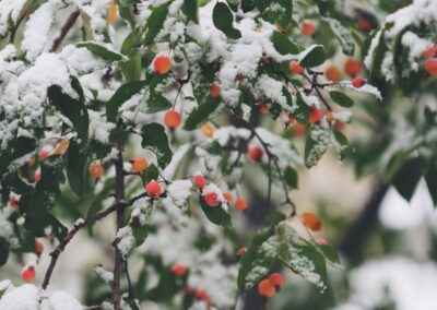 shallow focus photography of trees filled of snow