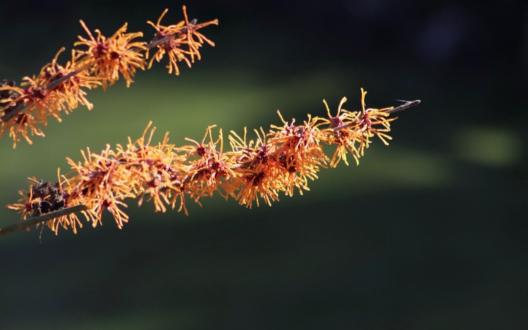 hamamelis, blossoms, orange