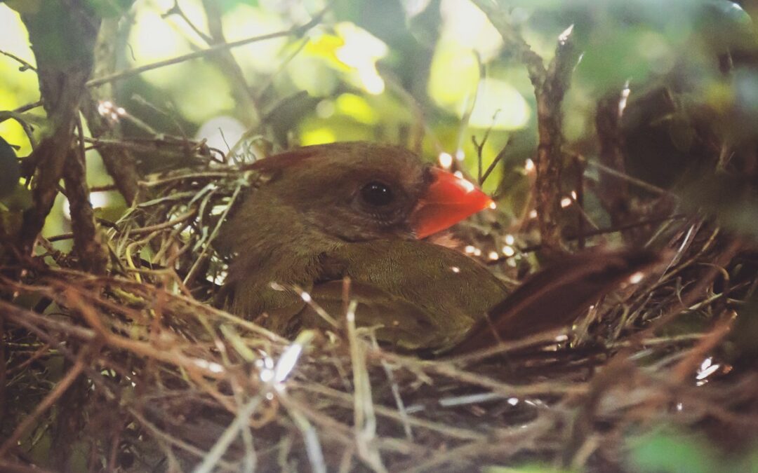 cardinal in nest