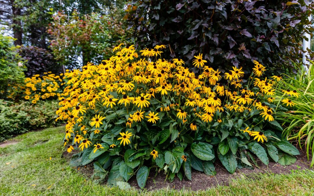 Black-Eyed Susan